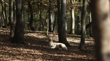 Ormanya'daki yabani yaşam sonbaharın güz renkleri arasında gözleniyor