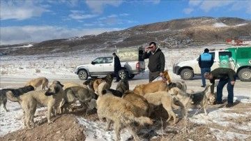 Polis kışın yiyecek bulamayan sokak ve yaban hayvanlarına destek oldu