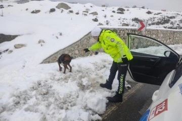 Polislerin dikkati yaralı köpeğin hayatını kurtardı