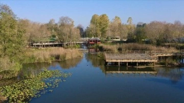 Sakarya'daki 'Acarlar Longozu' sonbaharın renklerine büründü