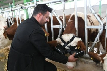 Sanal gerçeklik gözlüğüyle ineklerin süt verimliliği arttı