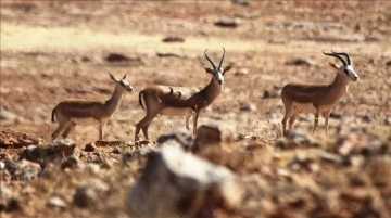 Şanlıurfa'da doğaya 30 ceylan bırakıldı