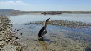 Şanlıurfa'da tedavisi tamamlanan balaban kuşu doğaya bırakıldı