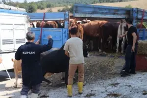 Selden etkilenen çiftçilere 89 büyükbaş hayvan gönderdiler