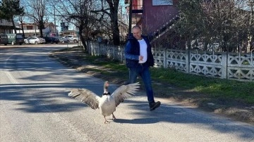 Sevgiyle büyüttüğü kazı 'Cango'yu yanından ayırmıyor