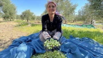 Sofralık zeytinin merkezinde üreticiler kaliteden memnun