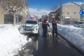 Sokağa terk edilen Pitbull barınağa teslim edildi