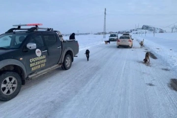 Sokak köpeklerini soğuk havada zehirleyip ölüme terk ettiler