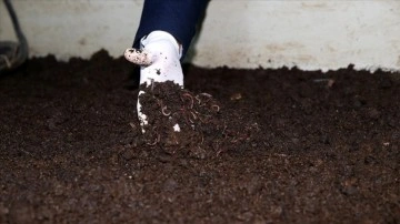 Solucan gübresi patates ve buğdayda rekolteyi artırdı