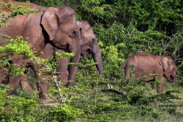 Sri Lanka’da plastik atıkları yutan 2 fil daha öldü