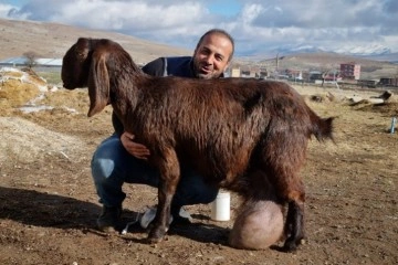 Süt fabrikası gibi keçi