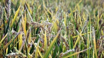 'Suya göre tarım' başladı hem tasarruf hem verimlilik arttı