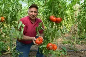 Tanesi ortalama 1 kilo geliyor, bu domatesler ağırlıklarıyla dikkat çekiyor