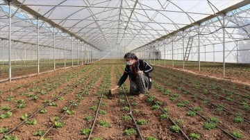 Tarım işçisi kadın devlet desteğiyle sera sahibi oldu