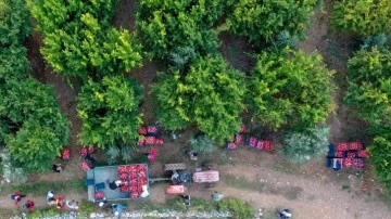 Tarım, ormancılık ve balıkçılıkta çalışan sayısı 70 bini geçti