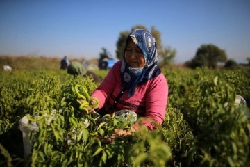 Tatlı kıl sivri biber üreticinin yüzünü güldürdü...