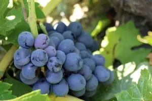 Tescilli Cimin üzümünde hasat zamanı