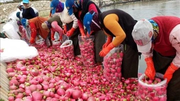 Tescilli Kadirli turpundan 160 bin ton rekolte bekleniyor