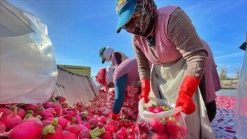 Tescilli turp, kadınların soğuk sudaki mesaisiyle sofralardaki yerini alıyor