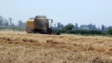 TMO ocak ayı hububat satışlarına Aralık 2021 fiyatlarıyla devam edecek