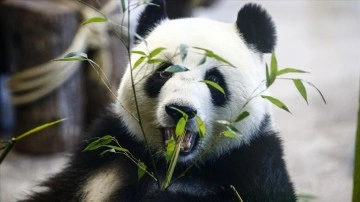 Tokyo'da dünyaya gelen ikiz pandaların isimleri belli oldu