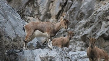 Toros Dağları'nda gezinen dağ keçileri dronla görüntülendi