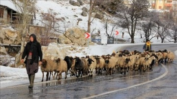 Toros Dağlarında kar yağışının başlamasıyla Yörükler sahil kesimine göçe başladı