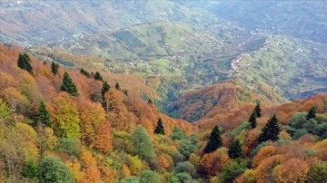 Trabzon'un 1600 rakımlı Hıdırnebi Yaylası'nda güz zamanı