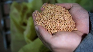 Trakya'nın yerli tohumları Azerbaycan'da, işgalden kurtarılan bölgelerde filizlenecek
