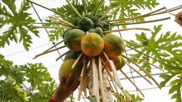 Tropikal meyve üreticilerinin yeni tercihi daha az su isteyen papaya oldu