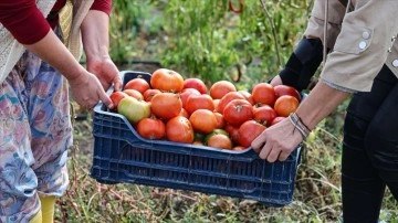 Türk kadınlarının ürettiği ev yapımı salçalar Avrupa yolunda