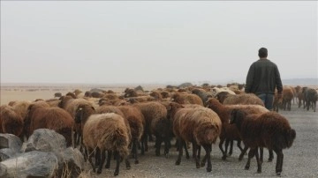 Türkiye, hayvancılıkta Avrupa lideri