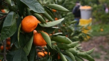 Türkiye'den 72 ülkeye mandalina ihracatı