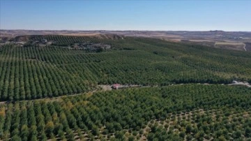 Türkiye'nin en büyük kapama ceviz bahçesinde 600 ton ceviz hasat edildi