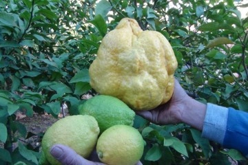 Türkiye’nin en büyük limonu 2 kilo 40 gram