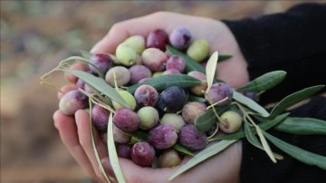 Türkiye'nin önemli zeytin üretim merkezlerinden Nizip'te hasat sürüyor