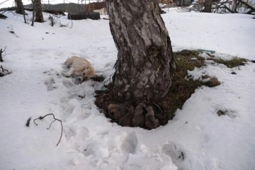 Uludağ'da donmak üzere olan anne ve 7 yavrusu böyle kurtarıldı