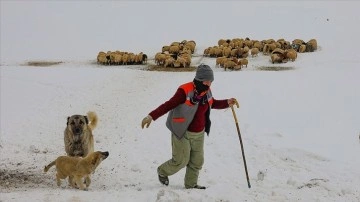 Vanlı besiciler, hayvanları için kışın zorluklarına göğüs geriyor