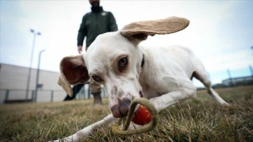 Yerli ırk av köpekleri ilk defa 'dedektör köpek' olarak kullanılacak