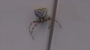 Yozgat'ta köşeli yengeç örümceği görüntülendi